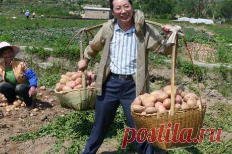 Сажаем картошку китайским методом: окучивания не требует и дает 2 ведра с куста