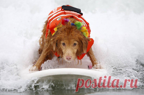 Фото дня. Участник необычного соревнования под названием Surf Dog Competition, которое любители животных устраивают для своих питомцев в Калифорнии на пляже Империал-Бич.