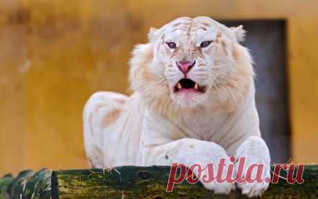 Angry White tiger wallpaper - 1282618