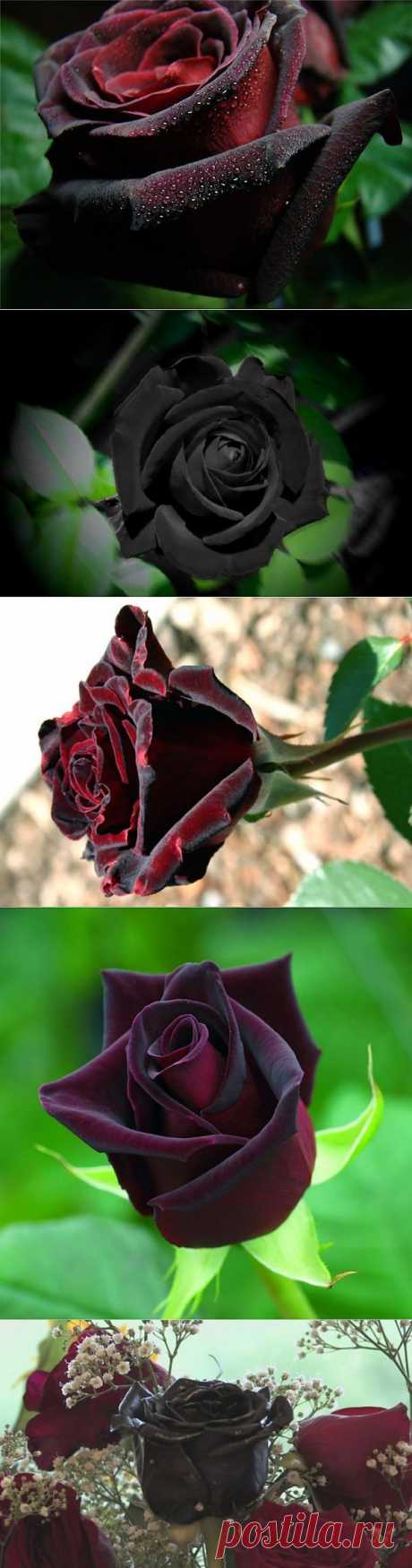 (+1) - Черные розы?!.... | УДИВИТЕЛЬНОЕ