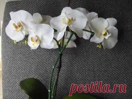 Орхидея Фаленопсис МК от Риты (попытка вторая :)) the Phalaenopsis Orchid by Rita (attempt two :)))
