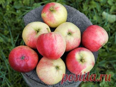 Сорт яблони Афродита: фото, отзывы, описание, характеристики.