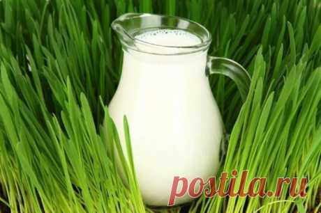 Как пить молоко правильно? Как правильно пить молоко? Молоко поистине волшебный продукт, дарованный нам самой природой. В нем содержатся все вещества, необходимые для развития и роста организма. В древних йогических писаниях ук…