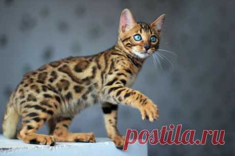 Топ-10 самых популярных пород кошек | В мире животных Пульс Mail.ru Самые популярные породы кошек. Топ 10 любимцев.