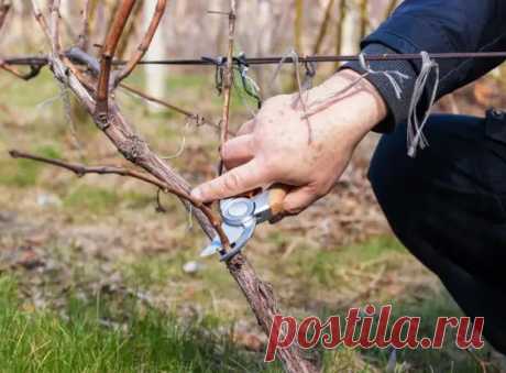 Как защитить виноград от болезней и вредителей - Наша дача - 26 марта - 43598424573 - Медиаплатформа МирТесен