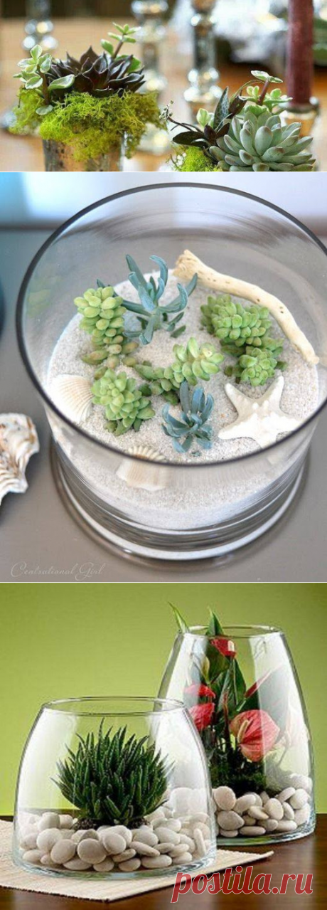 Mis cactus y ventas y compras: Ideas para decorar con cactus !!!