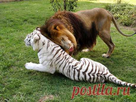 Безграничная любовь африканского льва и тигрицы-альбиноса 

Лев и тигрица - самая яркая пара заповедника.

Лев Кэмерон и львица Забу не всегда жили в таких роскошных "апартаментах" - до того, как попасть в этот зоопарк, их держали в маленьком зверинце с одно…