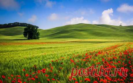 «Красивые картинки лето, пейзаж, маки, поле. Фото обои 2560x1» — карточка пользователя Спасённое Сердце в Яндекс.Коллекциях
