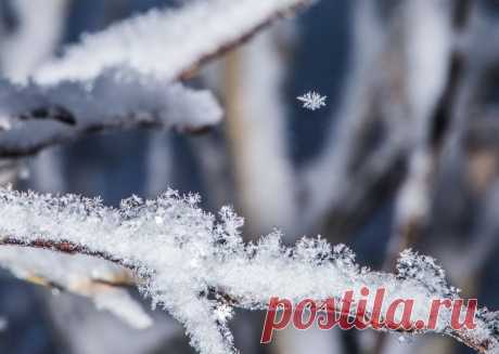 Фото Снежинковость - фотограф Павел Хроменков - макро и крупный план, природа - ФотоФорум.ру