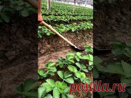 Strawberry Farming #satisfying #shot