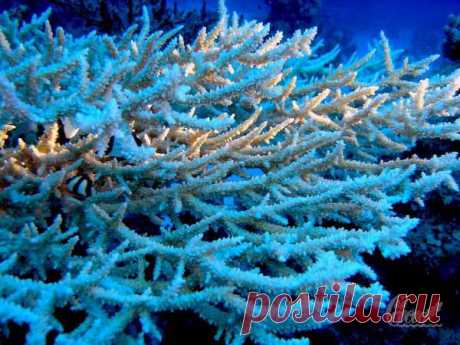 coral5.jpg (600×450)