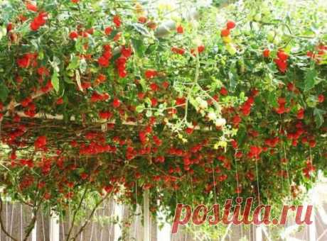 Помидор Спрут: все про выращивание томатного дерева