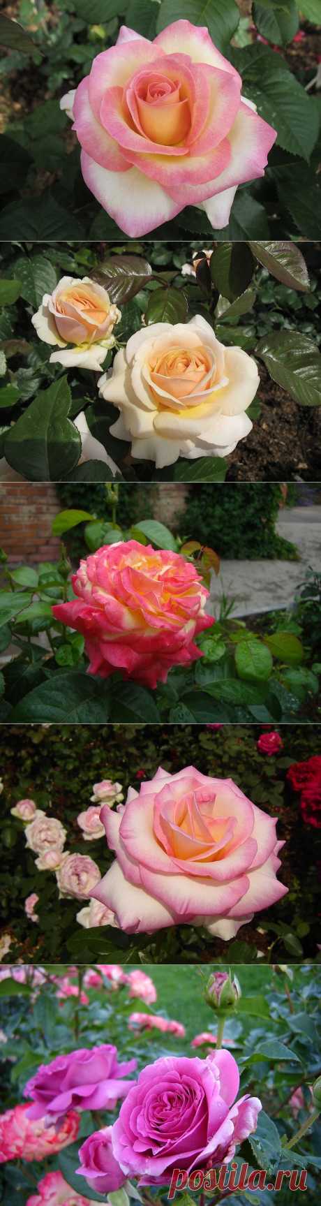 Все великолепие розы:))) | Самоцветик