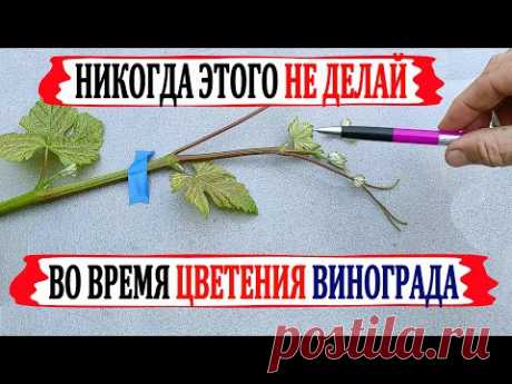 🍇 Никогда не делай ЭТОГО во время цветения винограда. Что  ОБЯЗАТЕЛЬНО  нужно сделать для ОПЫЛЕНИЯ.