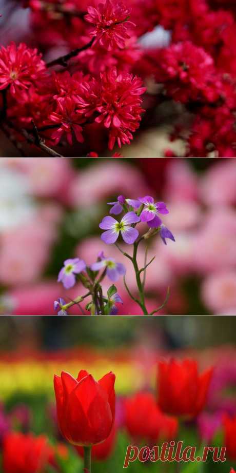 Нежная красота цветов | Newpix.ru - позитивный интернет-журнал