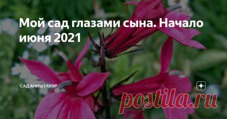 Мой сад глазами сына. Начало июня 2021 Пока я гуляю и работаю в СПБ и окрестностях, мой сад зарастает и цветет без хозяйки. Чтобы не пропустить совсем все цветение и дать при необходимости ценные указания, попросила сына сфотографировать для меня кое-что       Heliopsis helianthoides 'Loraine Sunshine'. Несколько лет  смотрела на гелиопсисы в каталогах, мне казалось, что сильно пестрят, а увидела вживую в прошлом году в Лидах и влюбилась Рассказ о мини-питомнике в Лидах зд...