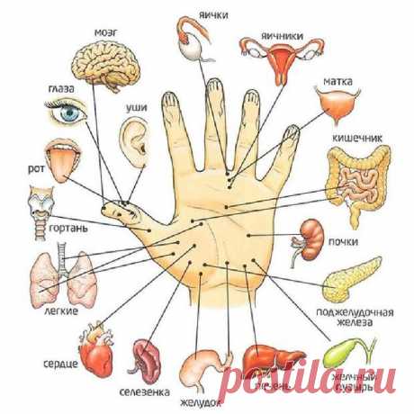 Лечим желудочно-кишечный тракт по Су Джок


Терапия Су Джок – это восточная методика стимулирования рефлекторных точек, расположенных на человеческом теле.
Воздействуя на активные центры кистей рук и ног, вы сможете восстановить функции организма, облегчить симптомы хронических заболеваний органов пищеварения, избавиться от болезненных ощущений, спазмов, тошноты и изжоги. Народная медицина — рецепты, советы, способы, cекреты и народные средства.