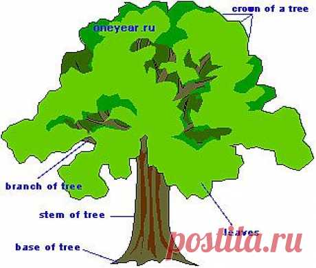 Дерево по-английски обозначается словом «tree». При этом, стоит помнить, что если вы говорите о дереве как о материале, то в этом случае необходимо использовать английское слово «wood».

В английском языке существуют также специальные слова для обозначения различных разновидностей дерева:
хвойное дерево называют словом «conifer», а лиственное имеет более длинное название — «deciduous broad-leaved tree».
