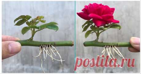 Размножьте розы в воде. Через месяц черенок весь в корнях Укорените розы не совсем обычным способом, и через месяц черенок будет весь в корнях! Таким образом вы можете размножать розы легко и относительно быстро.Отрежьте здоровый черенок с одной почкой....