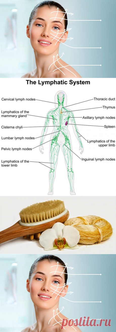 Красота и лимфатическая система