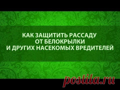 Как бороться с белокрылкой – советы и предостережения