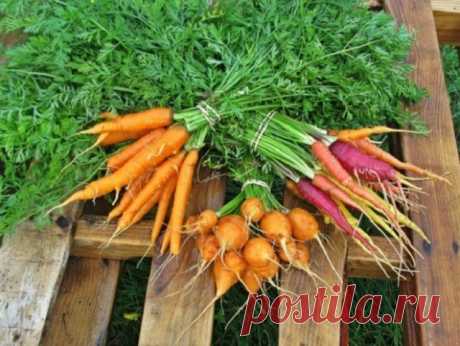 Как вырастить морковь на суглинке – 4 шага до хорошего урожая | Морковь, свекла, редис (Огород.ru)