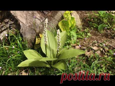 ABC TV | How To Make Chinese Plantain Plant Paper - Craft Tutorial