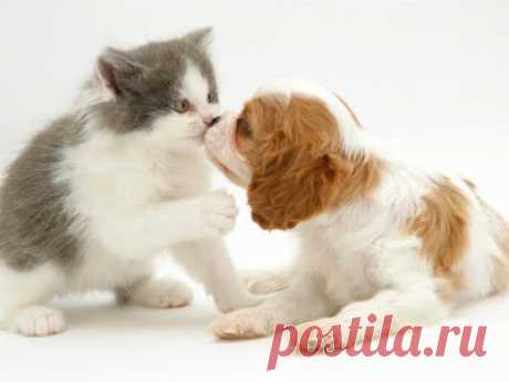 Cute&Cool Pets 4U: Kittens and Puppies Pictures