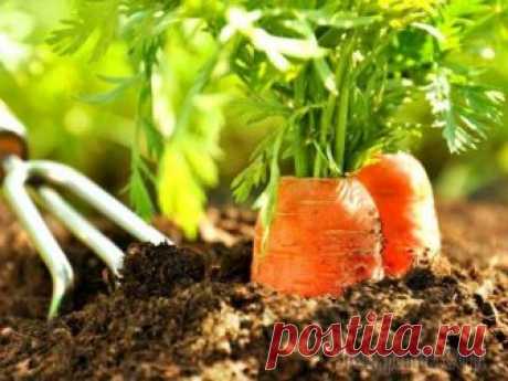 Агротехника выращивания моркови в природном земледелии Вырастить в открытом грунте на грядке морковь дело не простое, хлопотное. Вначале надо глубоко вскопать землю, посадить семена, обеспечить постоянный полив. Прополоть несколько раз за сезон и обязател...