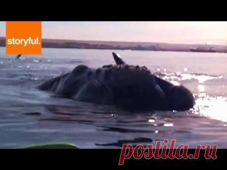 Whale Lifts Kayakers Out Of Water