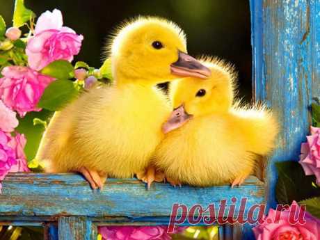 Ducklings.... - Pixdaus