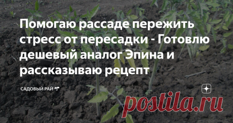 Помогаю рассаде пережить стресс от пересадки - Готовлю дешевый аналог Эпина и рассказываю рецепт Здравствуйте, уважаемые читатели, подписчики и гости канала “Садовый рай 🌱". Сегодня хочу рассказать вам о том, как приготовить самодельный стимулятор роста для растений аналог стимуляторов таких как Эпин, Циркон или вытяжка из морских водорослей.
источник - https://www.orchis.ru/wp-content/uploads/2020/03/epin-logo.jpg
Покупные стимуляторы роста очень хороши и я их регулярно применяю, но есть у