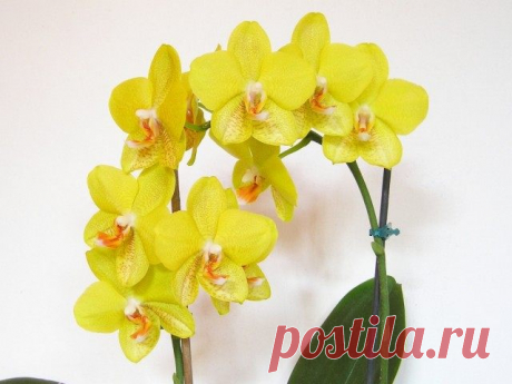 И Ваша орхидея будет цвести круглый год7 ВАЖНЫХ СЕКРЕТОВ по уходу за орхидеями. | Abbrazzu