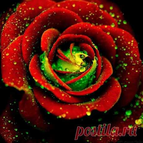 ROSE FLOWER PICTURES | FLOWERS