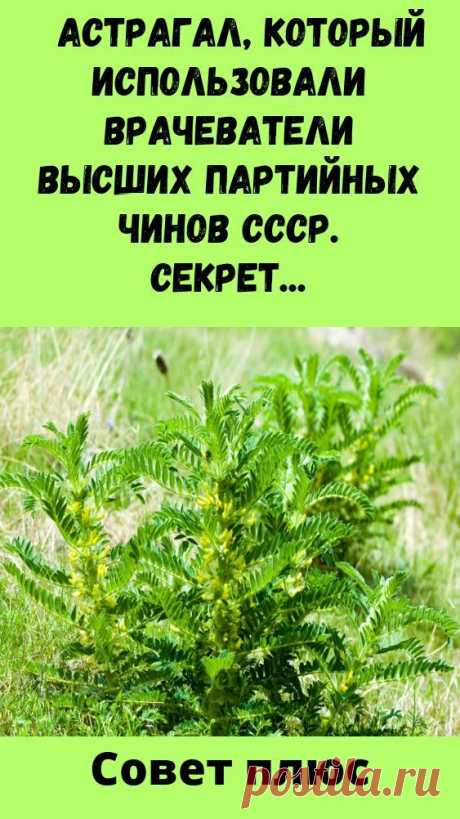 Астрагал, который использовали врачеватели высших партийных чинов СССР. Секрет чудодейственной трав