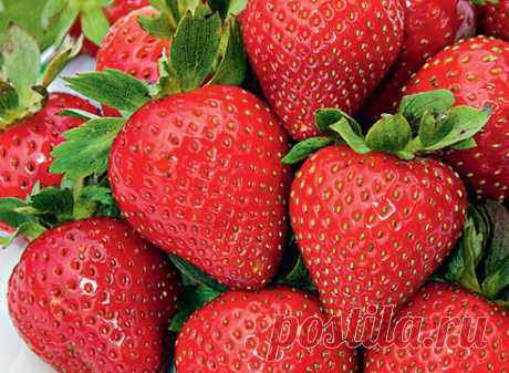 Сорта клубники — самые сладкие ягоды вашей мечты