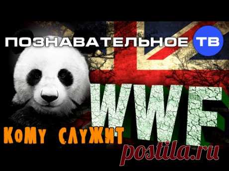 Кому служит WWF? (Познавательное ТВ, Артём Войтенков) - YouTube