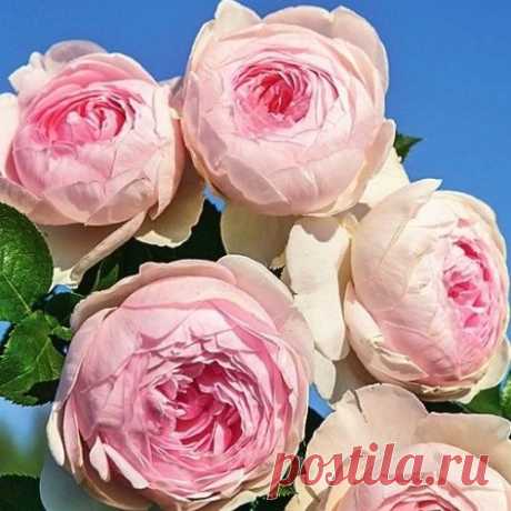Самые ароматные сорта роз - королева сада вне конкуренции
