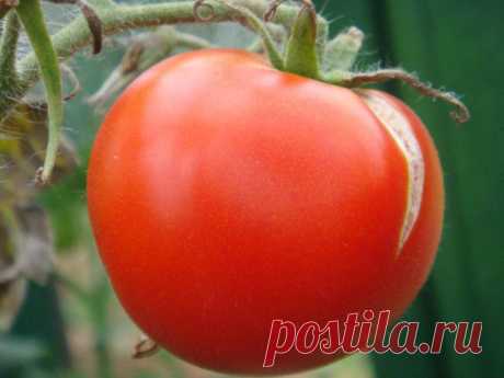 Что делать что бы помидоры не трескались? | 6 соток