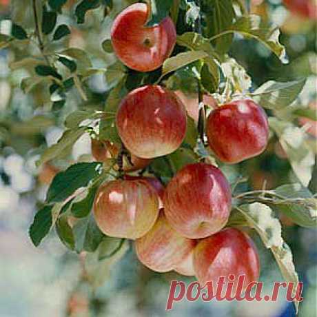 Аблактировка яблони и груш | 6 соток