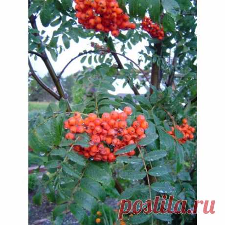 American Mountain Ash Tree Sorbus americana - An ornamental sensation! In the spring the Mountain Ash is loaded with clusters of snowy-white flowers. In summer it is covered with feathery, fern-like leaves that turn red in autumn. In fall, clusters of brilliant orange-red berries appear to make the Mountain Ash a very decorative tree -- all year long. Fast growing and reaches 20-30 feet tall. Ideal for small lots. Hardy. Item # DG6667, Shipping Size: 2-4 Feet  GROWING ZONE...