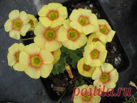 Oxalis obtusa