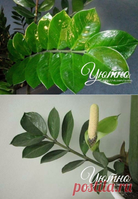 Zamioculcas или &quot;долларовое дерево&quot; - секреты ухода