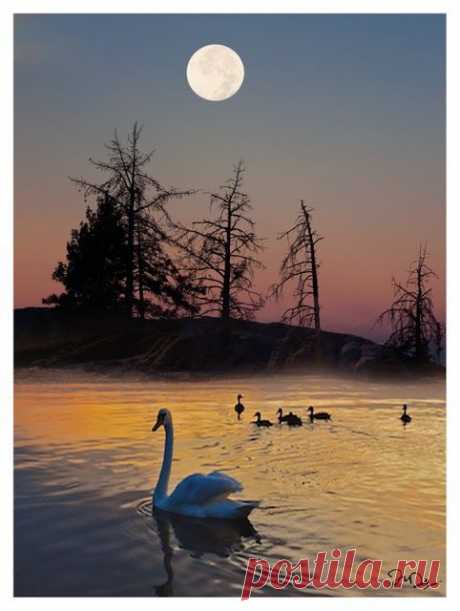 Swans at sunset moon | Jacques Zuiderwijk приколол(а) это к доске Zwaan/Swan