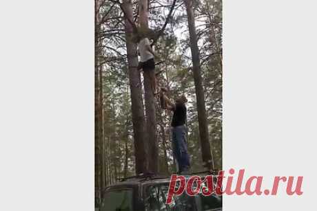 В Барнауле спасли выпавшего из гнезда совенка. Жители Барнаула спасли совенка, который случайно выпал из гнезда. Выпавший птенец совы неясыти бродил по лесу в одиночку, когда его заметила семья барнаульцев. Местные жители вместе с другой супружеской парой соорудили гнездо из сосновых веток и подвесили новое жилище птицы на дереве, после чего его забрала мать.