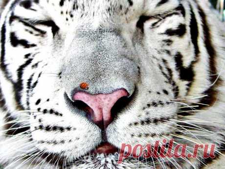 Купить картину Картина Белый тигр – Животные в Киеве, доступная цена в Украине: фото, описание | Интернет-галерея «Print4you»