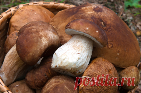 Три дореволюционных рецепта соления грибов | Публикации | Вокруг Света