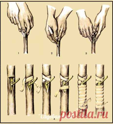 КАК ПРИВИТЬ ЯБЛОНЮ СВОИМИ РУКАМИ 

источник САДОВАЯ ФЕЯ - Дача. Сад и Огород
 

 







КАК ПРИВИТЬ ЯБЛОНЮ СВОИМИ РУКАМИ Способ прививки за кору применяют, когда к взрослой или старой яблони хотят привить один или несколько новых (б…