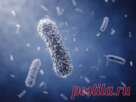Картинки бактерий (37 фото) ⭐ Забавник