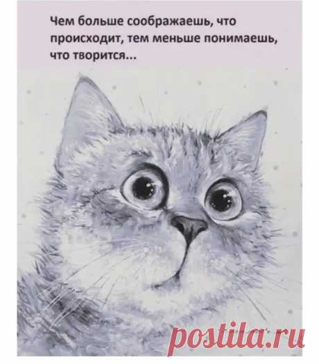 Каждый день мой кот ест одно и то же, и каждый день при этом смотрит на меня так, будто я официант, перепутавший его заказ - Приколисты - медиаплатформа МирТесен